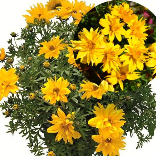 Bidens 'Tweety' - Ruse 'Tweety' P9/0,55L